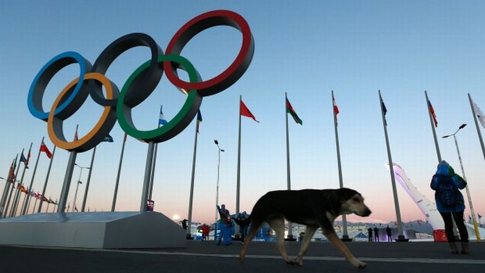 sochi-olympics-stray-dogs