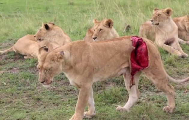 Συγκλονιστική διάσωση λιονταρίνας που την είχε ξεσκίσει βούβαλος (βίντεο)