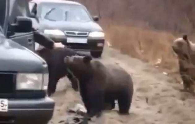Ρωσία: Οδηγοί ταΐζουν στο στόμα τις… αρκούδες στον δρόμο (βίντεο)