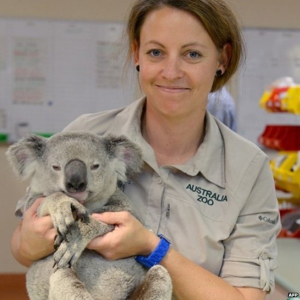 koala2