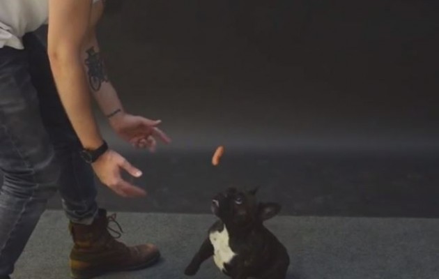 Ο Μάγος εξαφανίζει το λουκάνικο και τρελαίνει τους σκύλους (βίντεο)