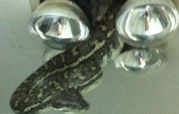 Το φίδι μπήκε από το ταβάνι (φωτογραφίες)