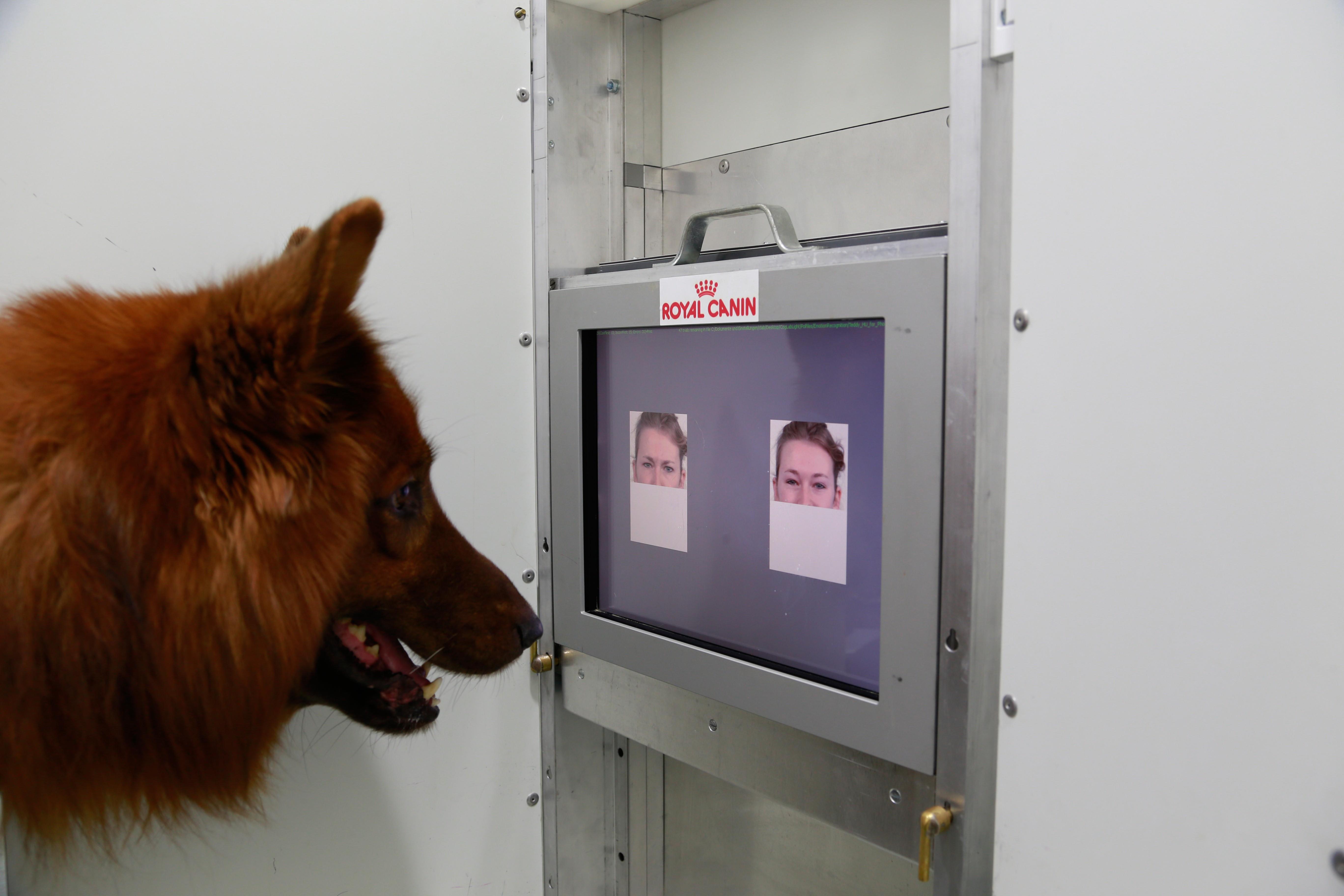 science-dog-human-faces