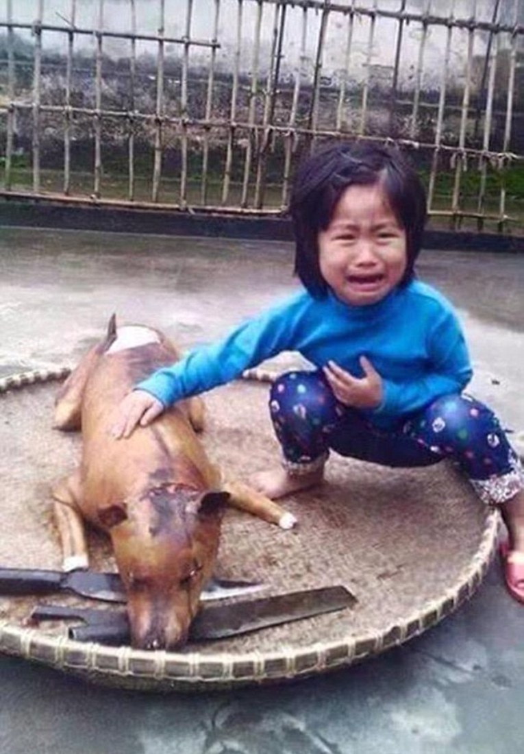 Σκύλος κακοποίηση ζώων 
