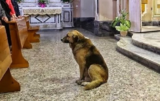 Ραγίζει καρδιές ο σκύλος πηγαίνει κάθε μέρα στην εκκλησία