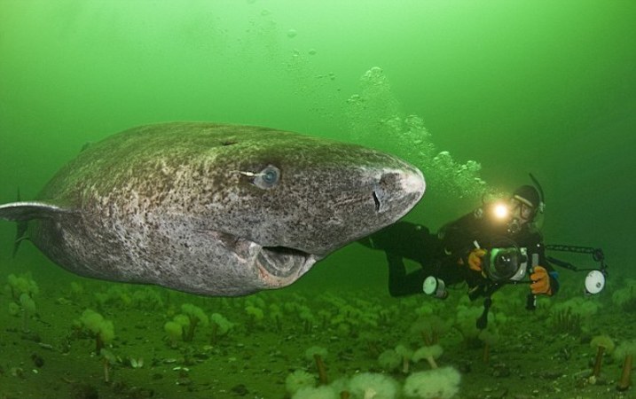 greeland_shark