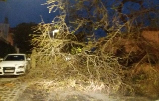 Χαμός στη Θεσσαλονίκη από την κακοκαιρία – Έπεσαν δένδρα