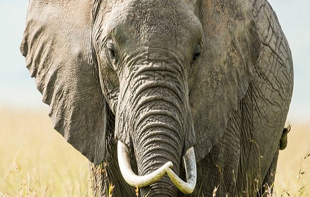 Ελέφαντας σε αμόκ σκότωσε έναν και τραυμάτισε 12 στην Ινδία (βίντεο)