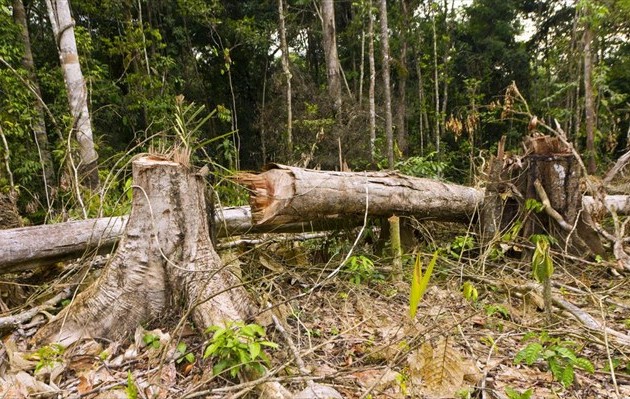 Ο Αμαζόνιος εκπέμπει S.O.S.: Κατά 28% αυξήθηκε η αποψίλωση του τροπικού δάσους