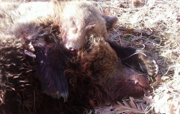 Συγκίνηση από τη φωτογραφία με το νεκρό αρκουδάκι να αγκαλιάζει τη σκοτωμένη μητέρα του!