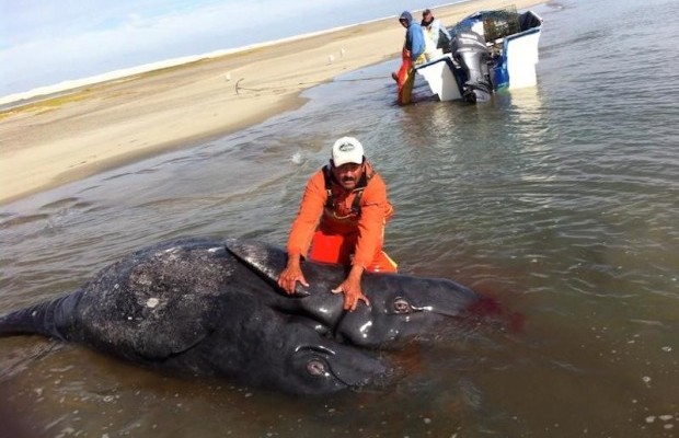 Φάλαινα με δύο κεφάλια ξεβράστηκε σε ακτή του Μεξικού