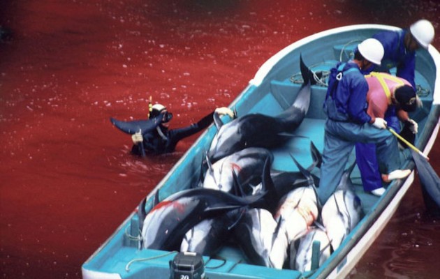 Εκατοντάδες δελφίνια σφάχτηκαν και φέτος στην Ιαπωνία