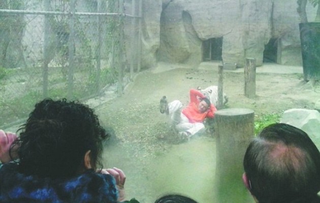 ΣΟΚ: Άνδρας πήδηξε σε κλουβί με λευκές τίγρεις – Ήθελε να τον κατασπαράξουν