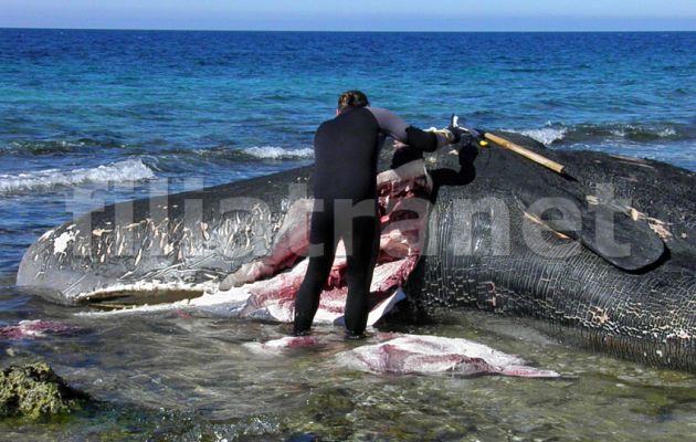 Ολόκληρη επιχείρηση στήθηκε στα Φιλιατρά για να απομακρυνθεί η νεκρή φάλαινα