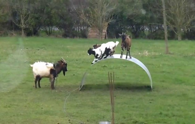 Και οι κατσίκες θέλουν την… παιδική χαρά τους