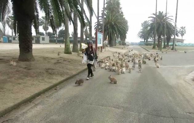 Η “επίθεση” των λαγών  στο  ιαπωνικό… Λαγονήσι
