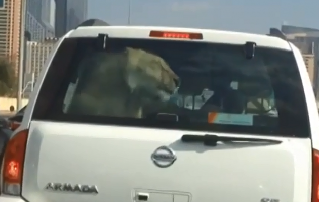 Ντουμπάι: Έβγαλε βόλτα το κατοικίδιο… λιοντάρι του με το αυτοκίνητο