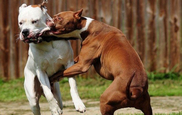 Έβαλαν pitbull να κατασπαράξουν αδέσποτα σκυλιά στην Πάτρα (προσοχή σκληρές εικόνες)