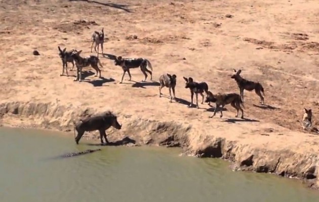 Μπροστά τα άγρια σκυλιά  και πίσω ο κροκόδειλος