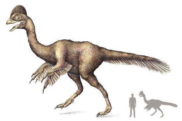 Ήταν δεινόσαυρος αλλά έμοιαζε με κοτόπουλο μήκους 3 μέτρων!