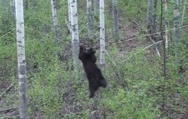 Δεν μπορείτε να φανταστείτε τι μπορεί να κάνει μία αρκούδα για το… φαΐ (βίντεο)