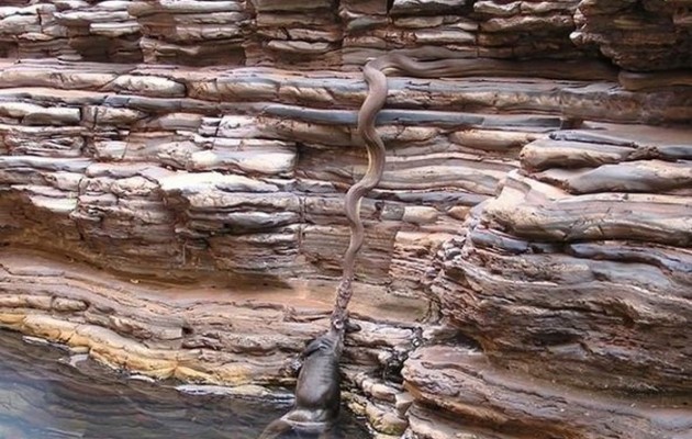 Τα ερπετά της Αυστραλίας δεν… υπάρχουν (φωτογραφίες)