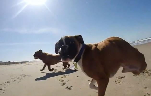 Απίστευτο βίντεο: Μπόξερ με 2 πόδια τρέχει στην παραλία σαν τον… άνεμο