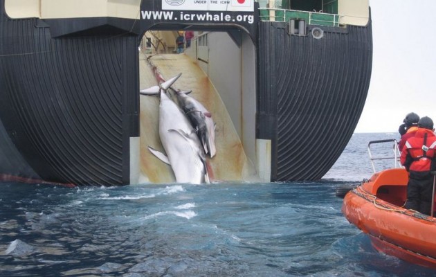 “Σώσαμε 750 φάλαινες”