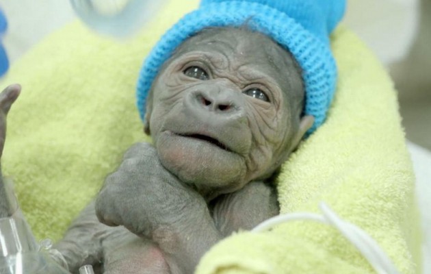 Δείτε το γοριλάκι που γεννήθηκε με καισαρική τομή