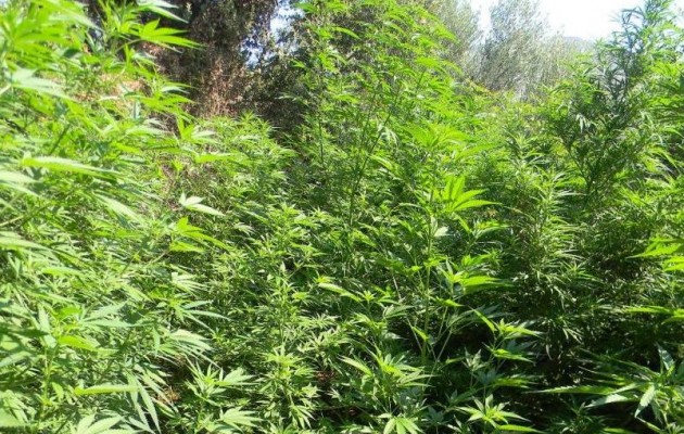 Αλβανία: Το κέντρο της μαριχουάνας στη Ευρώπη