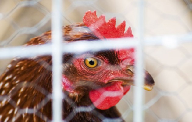 Επιτροπή ανταγωνισμού: 40 εκατ. πρόστιμο για καρτέλ στα… κοτόπουλα