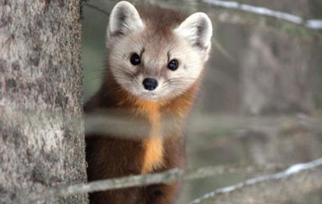 Κουνάβι “βύθισε” στο σκοτάδι τον Αλμυρό Μαγνησίας