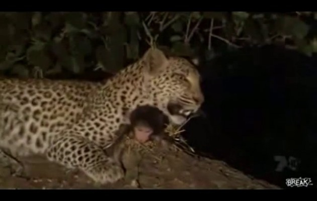 Λεοπάρδαλη ταΐζει το πιθηκάκι που έχει… υιοθετήσει (βίντεο)