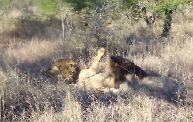 Βίντεο σοκ: Εμφύλιος λιονταριών καταλήγει σε… κανιβαλισμό