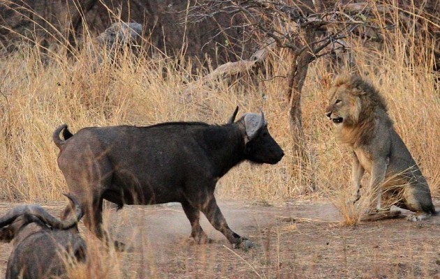 Λιοντάρι εναντίον βούβαλου: Μην βιαστείτε να βγάλετε τον νικητή