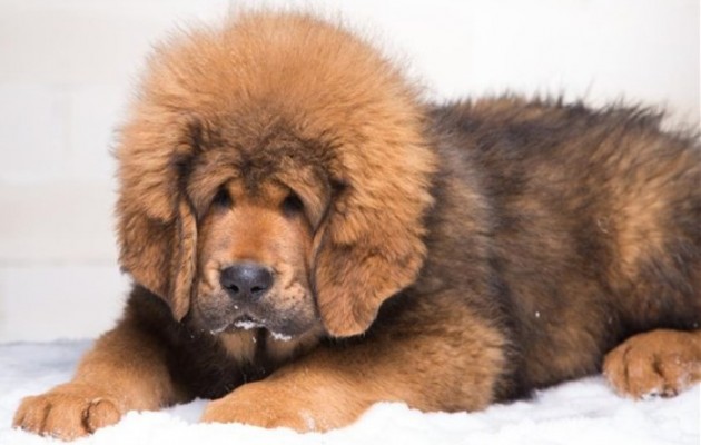 Αυτός είναι ο πιο ακριβός σκύλος στον κόσμο – πουλήθηκε 1,44 εκ. ευρώ