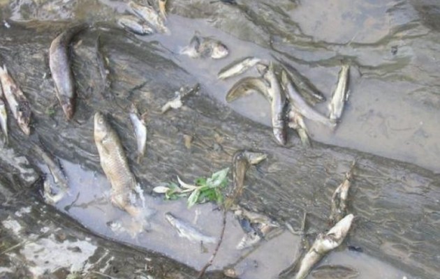 Νεκρά ψάρια ξεβράστηκαν στην παραλία