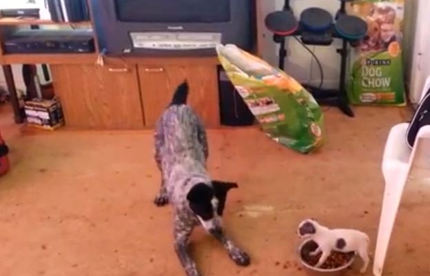 Σκυλοκαβγάς: Θα χάσει πάλι ο… “Γολιάθ”;  (βίντεο)