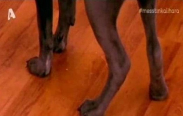 Ο σκύλος της Σπυροπούλου τα… “έκανε” στο πλατό της εκπομπής