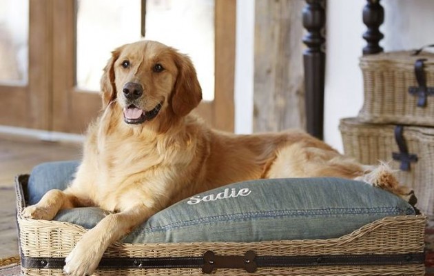 Δεν φαντάζεστε τι κάνει ο σκύλος σας στο σπίτι όταν φεύγετε