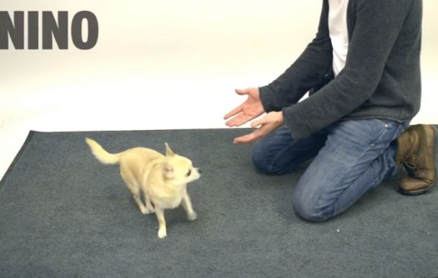 Εντυπωσιακά ταχυδακτυλουργικά σε… σκύλους και οι απίστευτες αντιδράσεις τους (βίντεο)