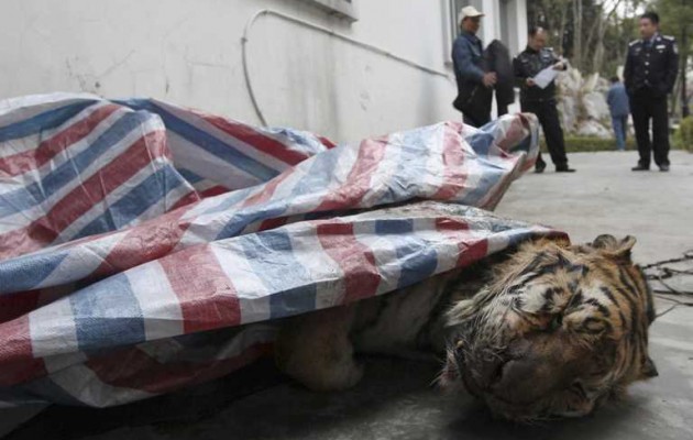 Στην Κίνα οι πλούσιοι σφάζουν τίγρεις για… πλάκα και μετά τις τρώνε!