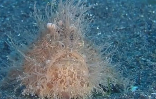 Τριχωτό βατραχόψαρο: Το τέρας του βυθού (βίντεο)