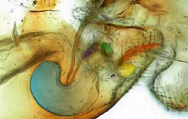 Πρωτοφανής ανακάλυψη: Δείτε τα έντομα που τα θηλυκά έχουν “μόριο” και τα αρσενικά… “κόλπο”