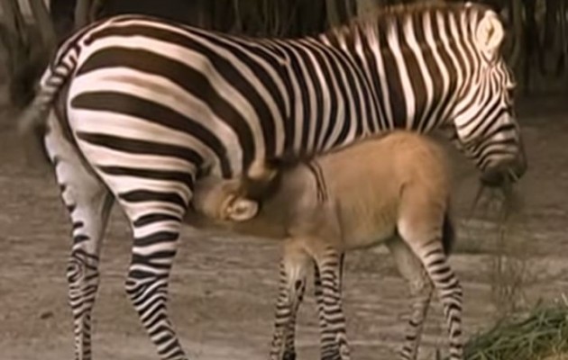 Θαυμάστε την σπάνια γαϊδουροζέβρα που γεννήθηκε στο Μεξικό (βίντεο)