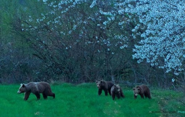 Μαμά αρκούδα με τα μικρά της στην Καστοριά