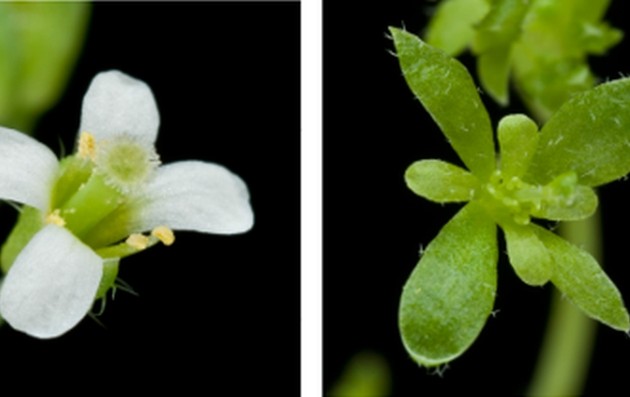 Ανακάλυψαν τον παράγοντα που μετατρέπει τα φυτά σε… ζόμπι