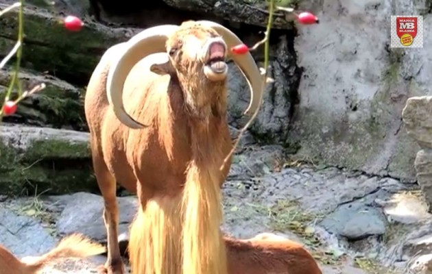 Τραγουδούν οι κατσίκες… Game of thrones; (βίντεο)