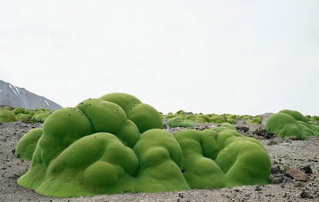 Δείτε σε ένα βίντεο όλους τους αρχαιότερους οργανισμούς που ζουν στην Γη