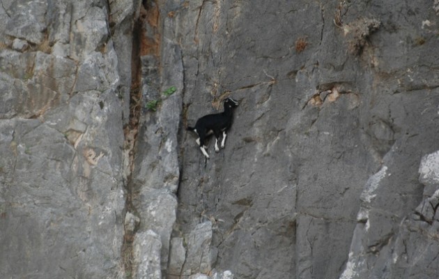 Απίστευτες φωτογραφίες με αγριοκάτσικα σε… extreme sport